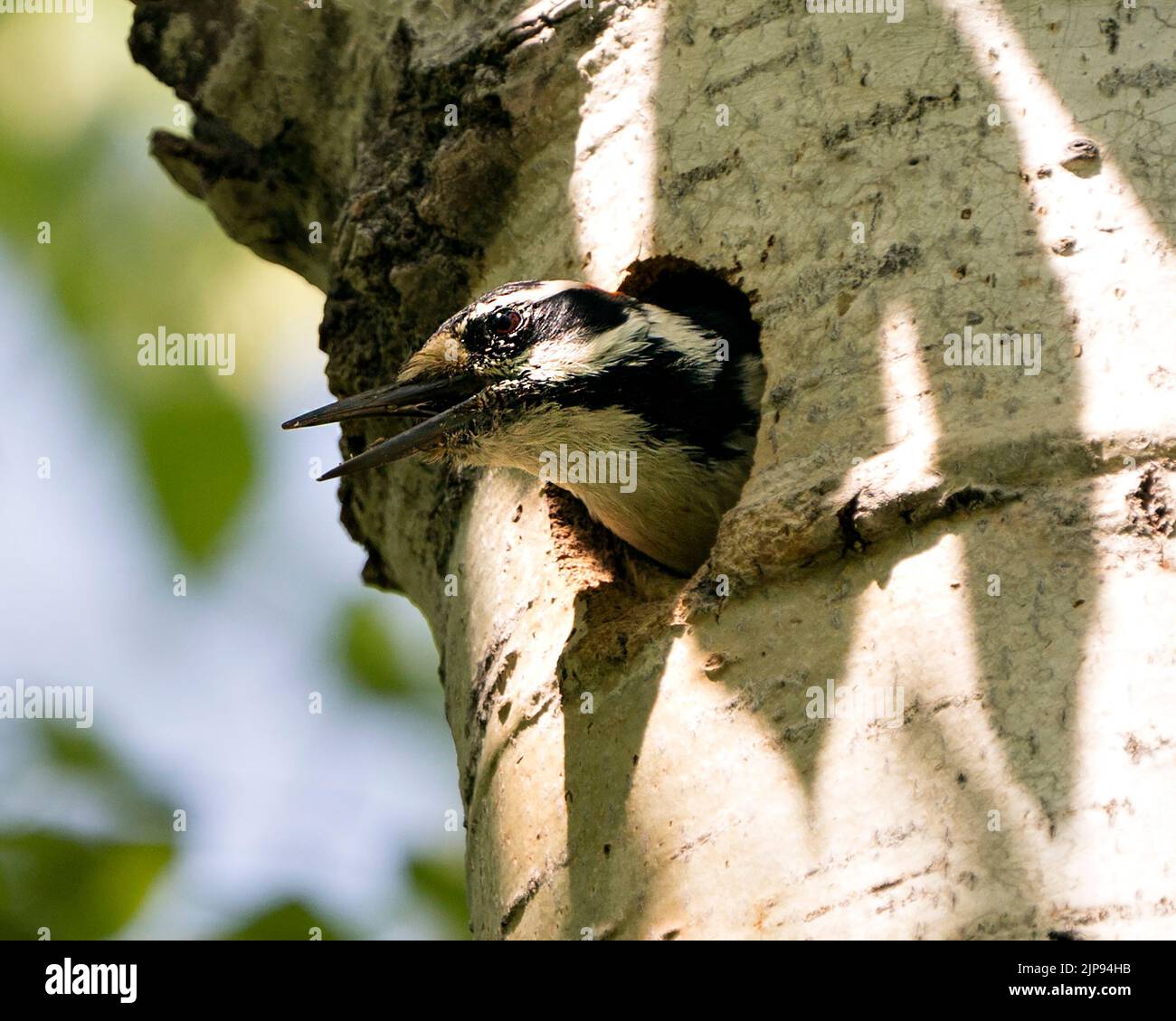 Woodpecker head out of its bird nest home guarding and protecting the nest in its environment and habitat surrounding. Head shot. Woodpecker Hairy Ima Stock Photo