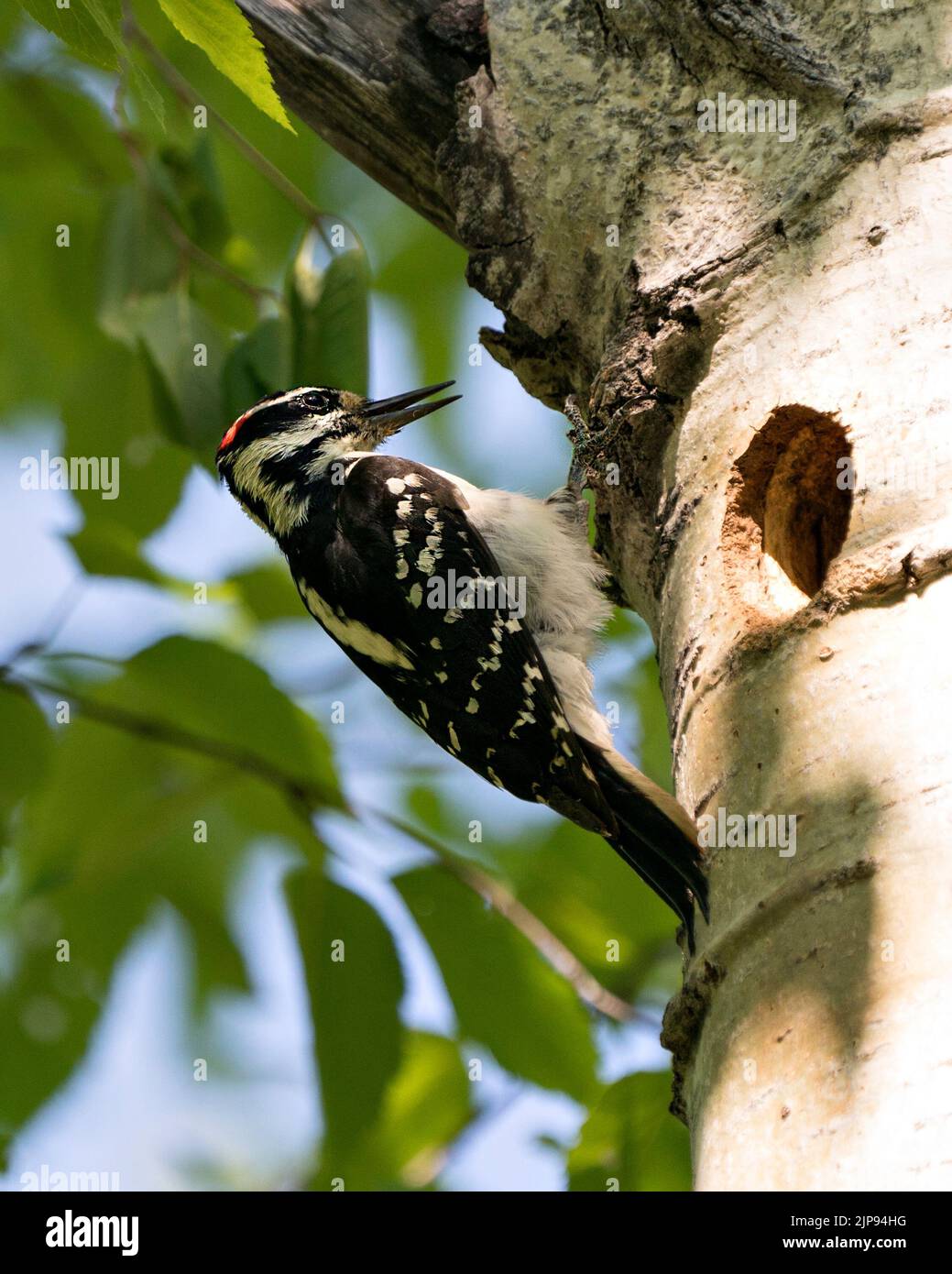Woodpecker perched by its bird nest home guarding and protecting the