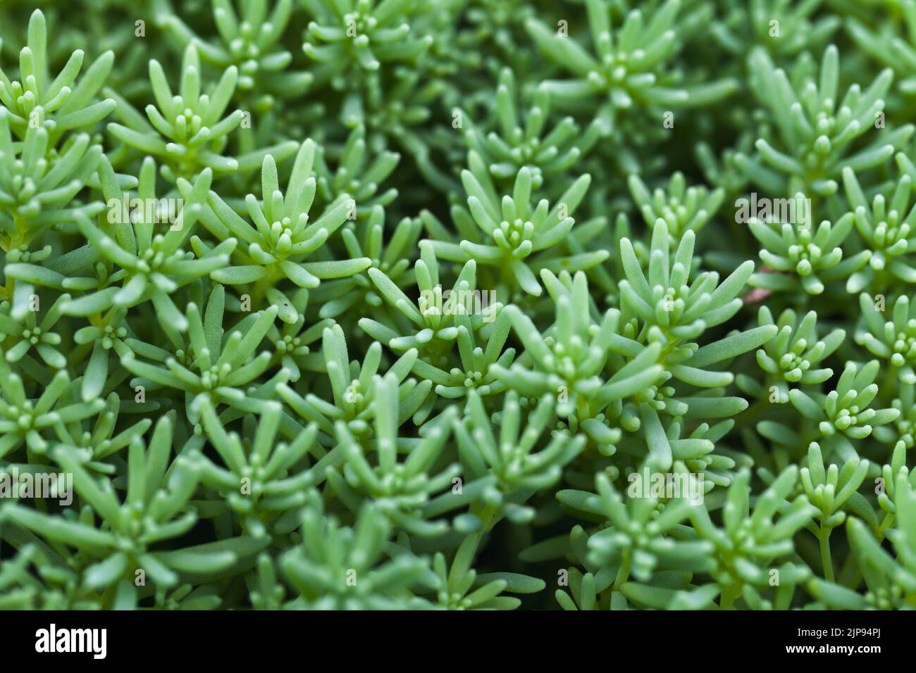 Close-up photo of Sedum hispanicum or Spanish stonecrop. Green succulent plant macro background Stock Photo
