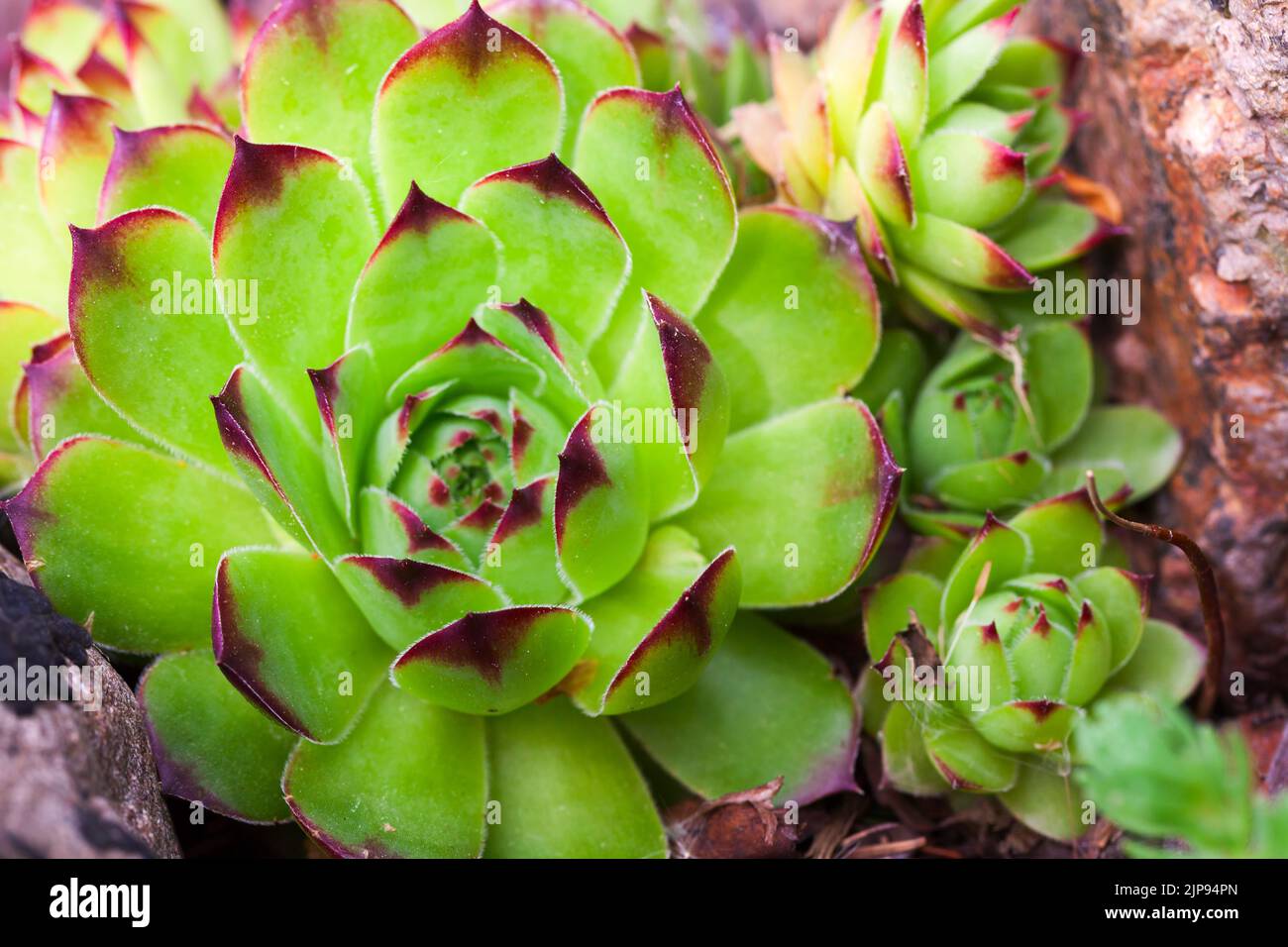 Rosettes of Sempervivum tectorum or the common houseleek, close up-photo with soft focus Stock Photo