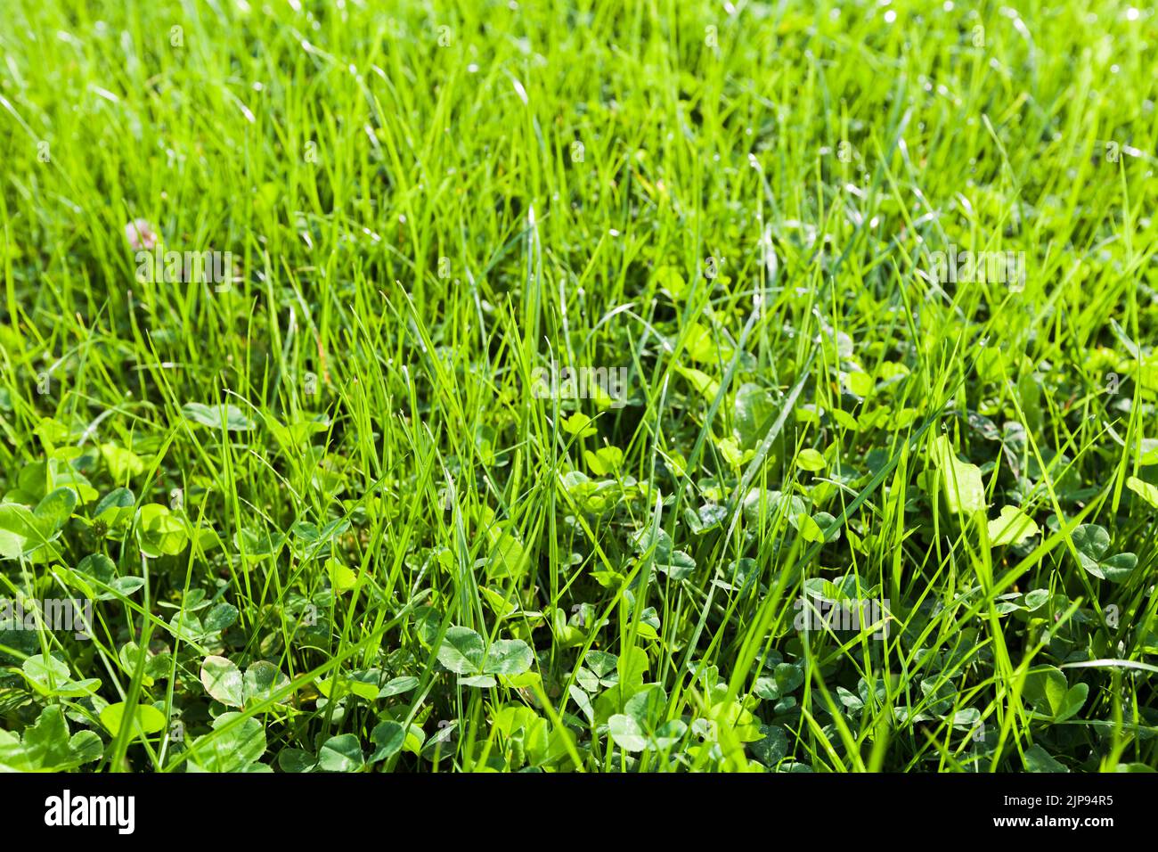 Fresh green grass on a summer lawn. Close up photo taken on a sunny day. Natural background photo Stock Photo
