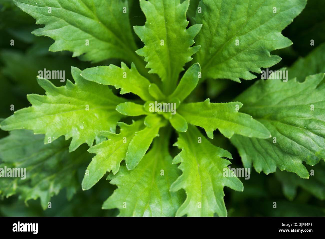 Green plant macro photo, top view. Photo with selective soft focus Stock Photo