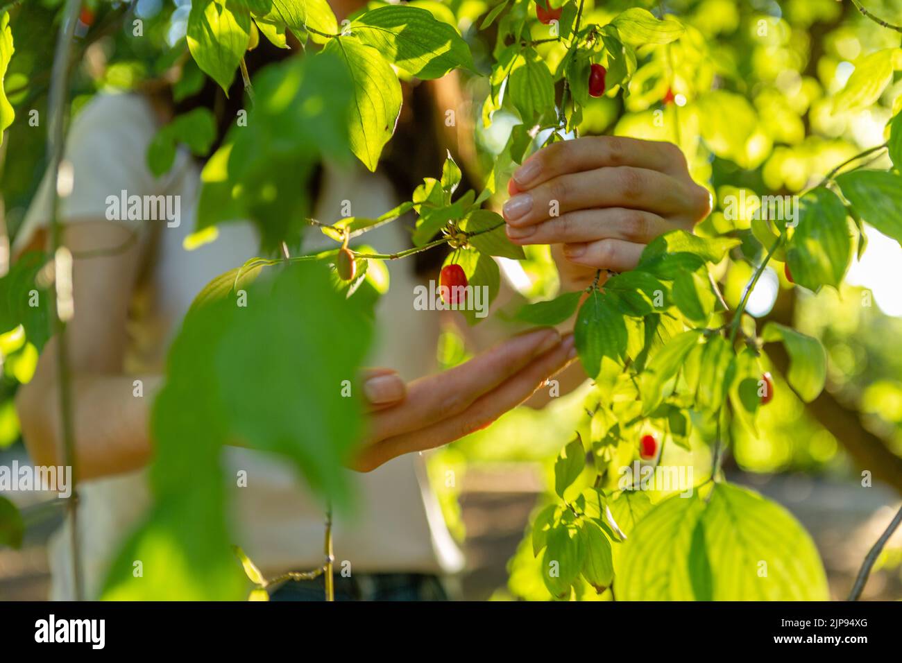 Picking up red dogwood berries from the green bush. Stock Photo
