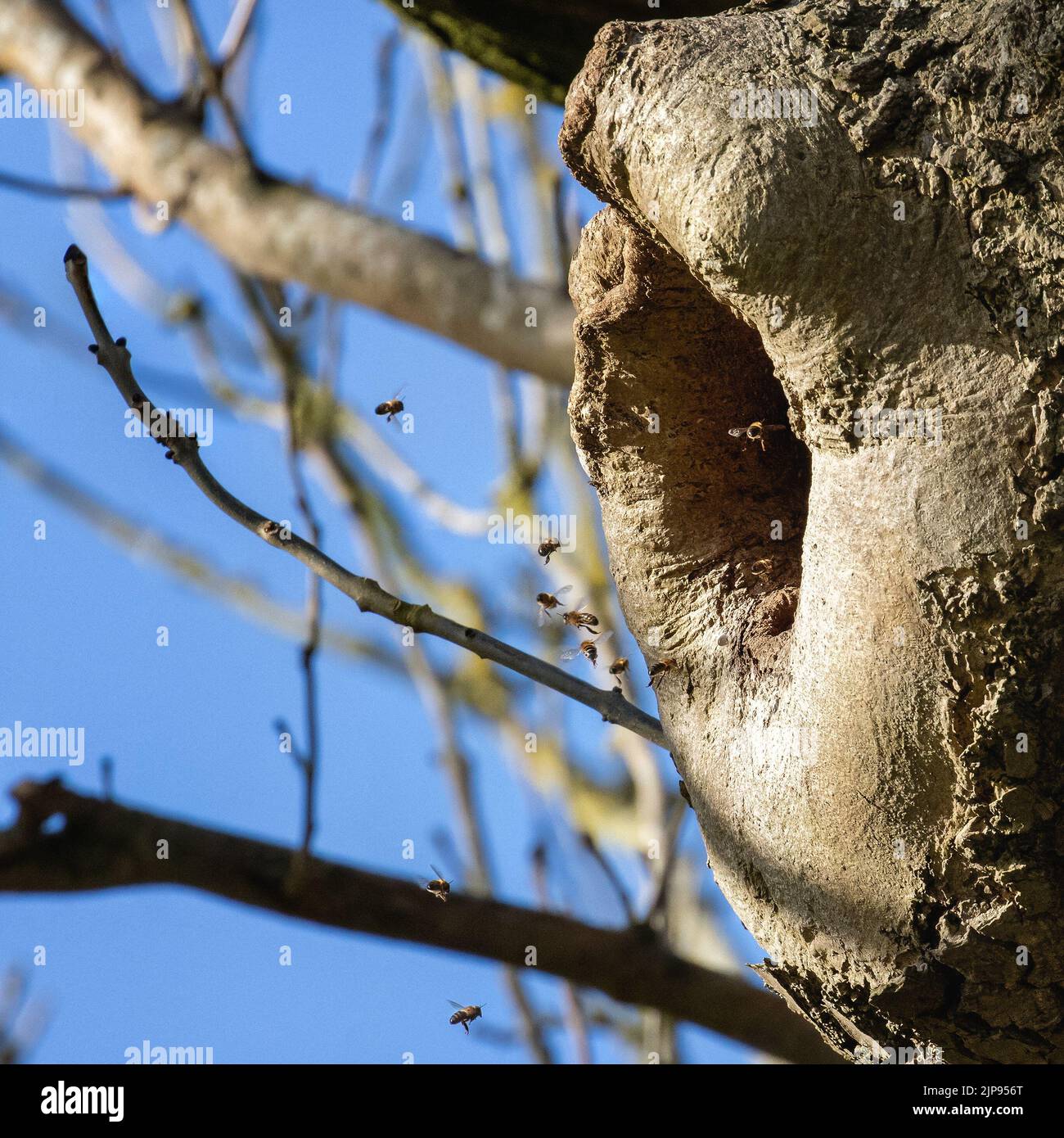 Honey bees (Apis mellifera) going into a natural nest in a tree hole, West Yorkshire, England, UK wildlife Stock Photo