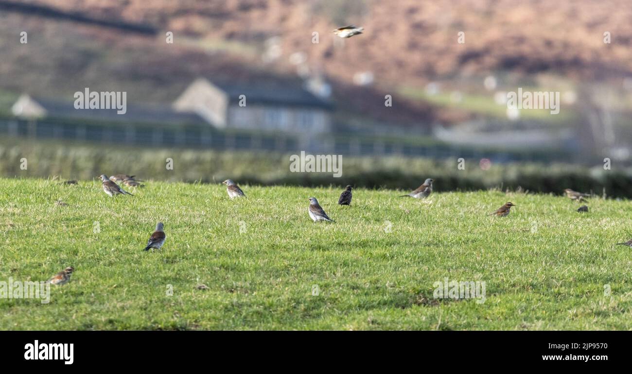Mixed flock of migratory fieldfare, redwing and starlings in a field, West Yorkshire, England, UK wildlife. Stock Photo