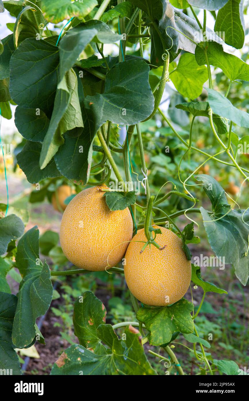 Yellow, ripe and sweet Melons in the greenhouse. Melon farm or plants
