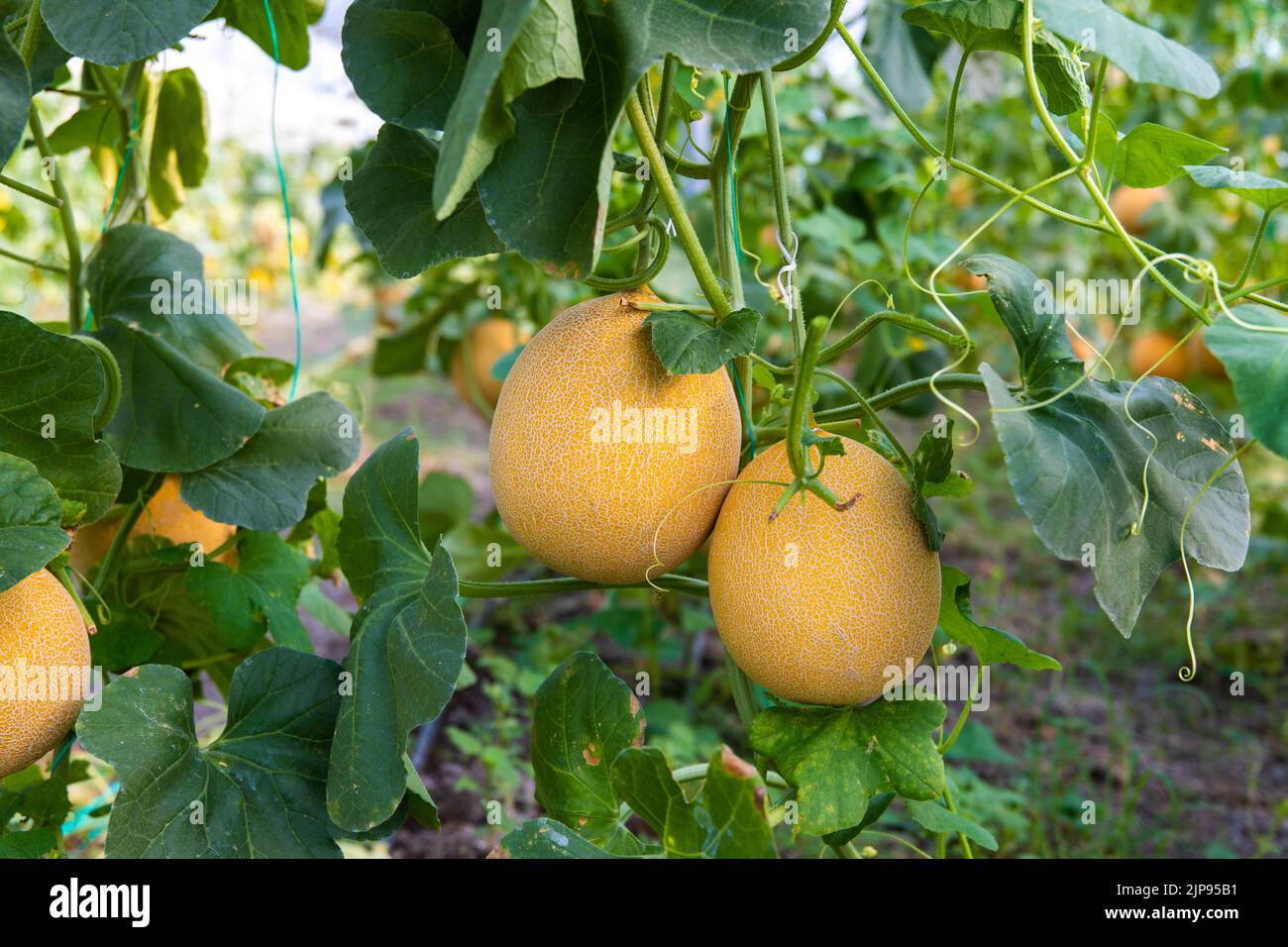 Yellow, ripe and sweet Melons in the greenhouse. Melon farm or plants