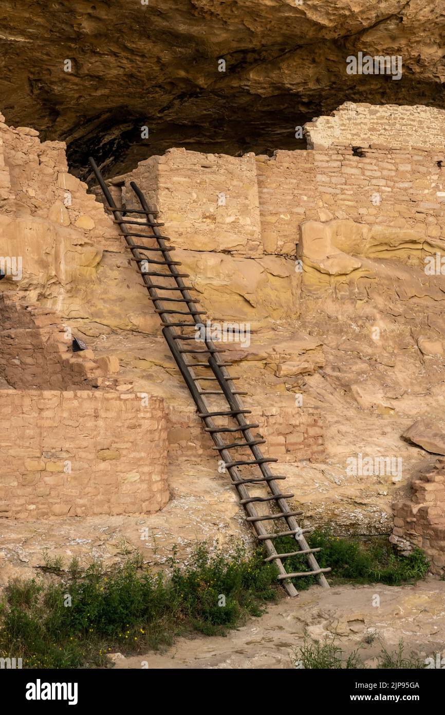 Tall Ladder Leans Against Cliff Dwelling Wall in Mesa Verde National