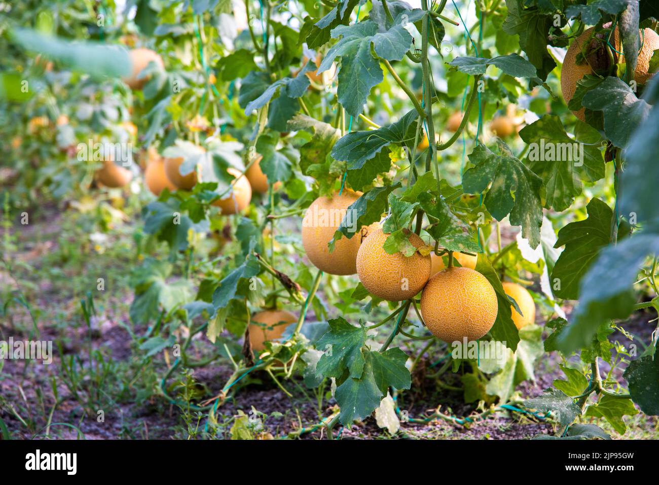 Yellow, ripe and sweet Melons in the greenhouse. Melon farm or plants