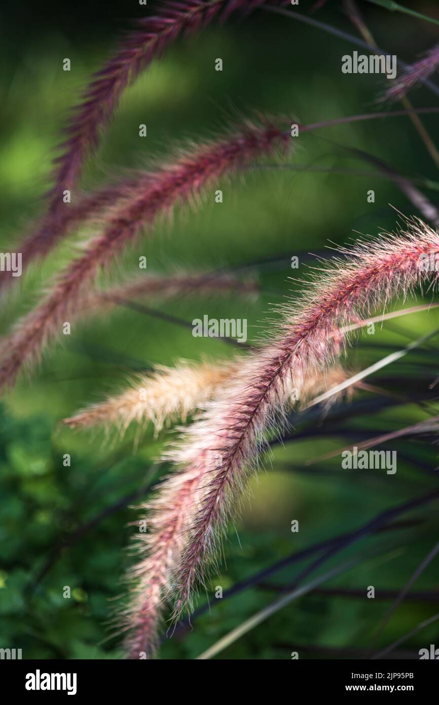 Purple fountain grass spike, Pennistum selaceum rubrum, on a lush green background in summer or fall, Lancaster, Pennsylvania Stock Photo