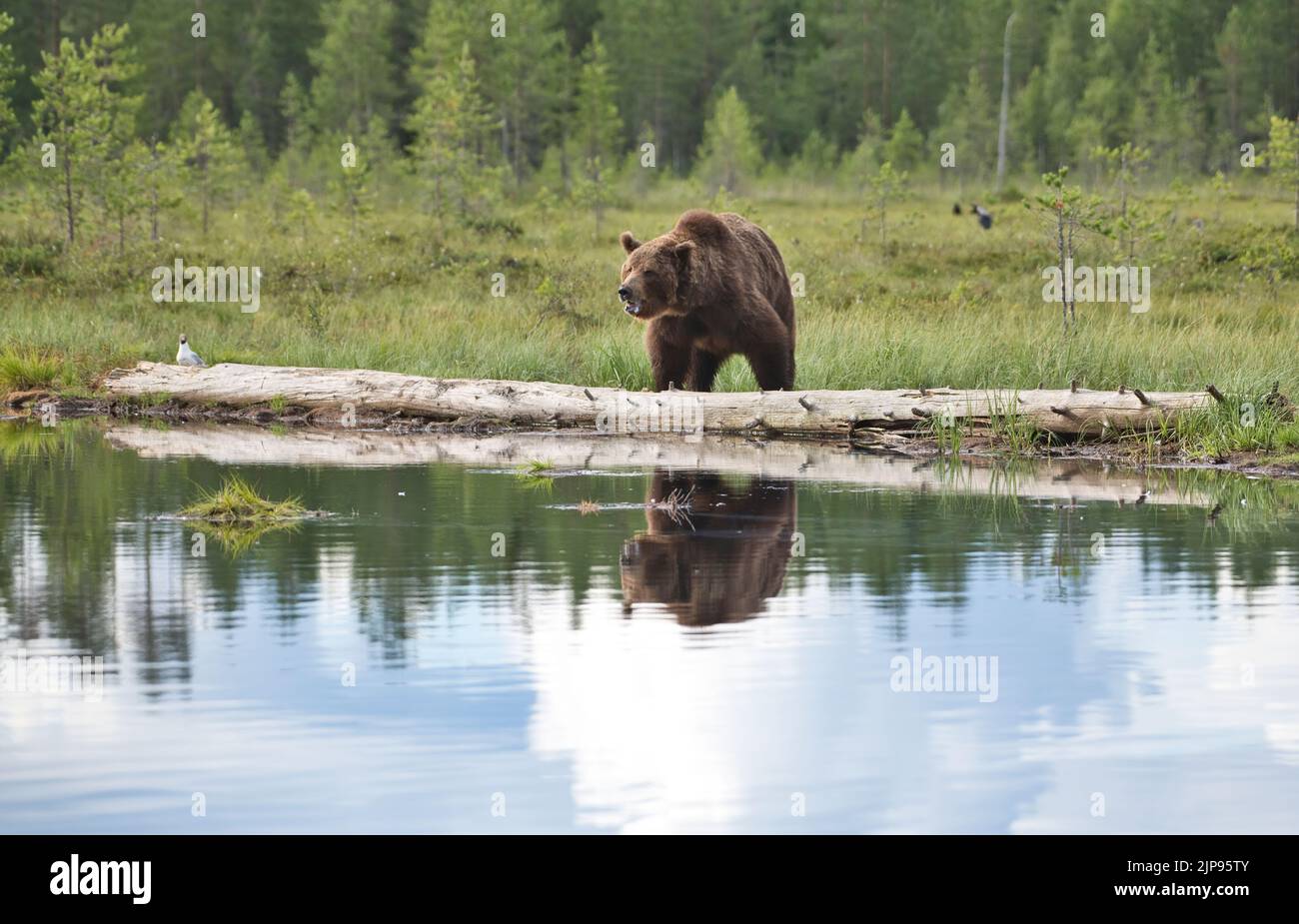 Brown bear (Ursus arctos) reflected in a woodland pool in the boreal forest or taiga of Finland Stock Photo