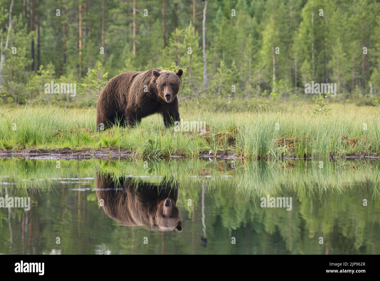 Brown bear (Ursus arctos) reflected in a woodland pool in the boreal forest or taiga of Finland Stock Photo