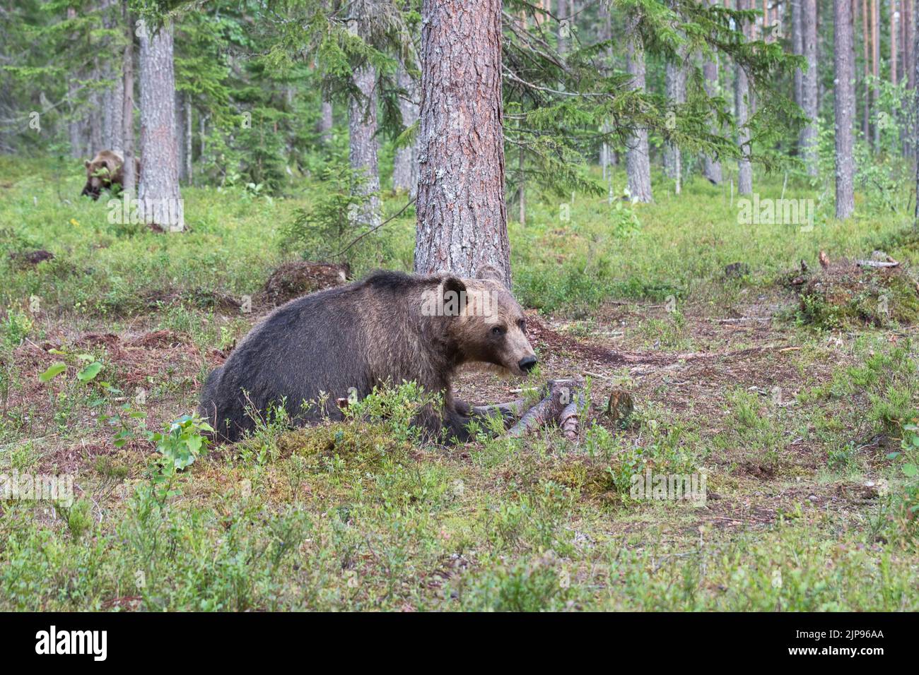 Brown bear (Ursus arctos) in the boreal forest or taiga of Finland Stock Photo