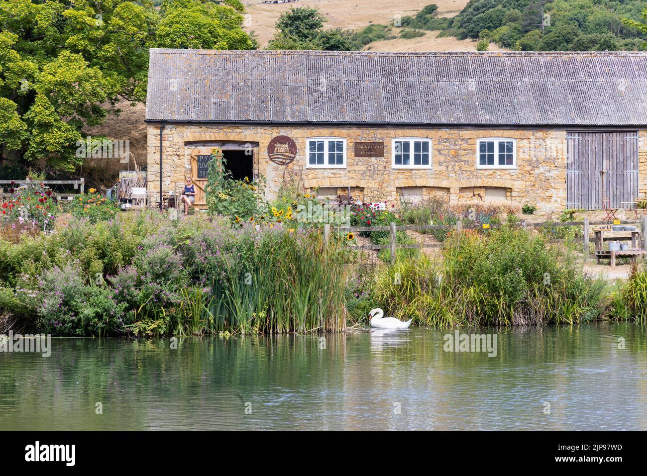Peaceful English countryside scene in summer, with lake, swan, farmhouse and flower shop, Abbotsbury, Dorset south west england, UK; Stock Photo