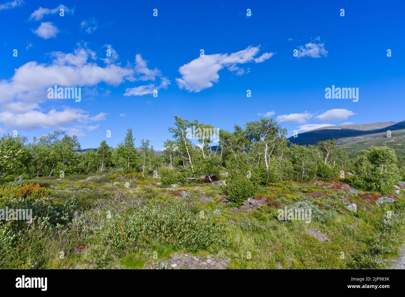 Tundra in wild Norwegian northern nature in summer in Europe Stock Photo