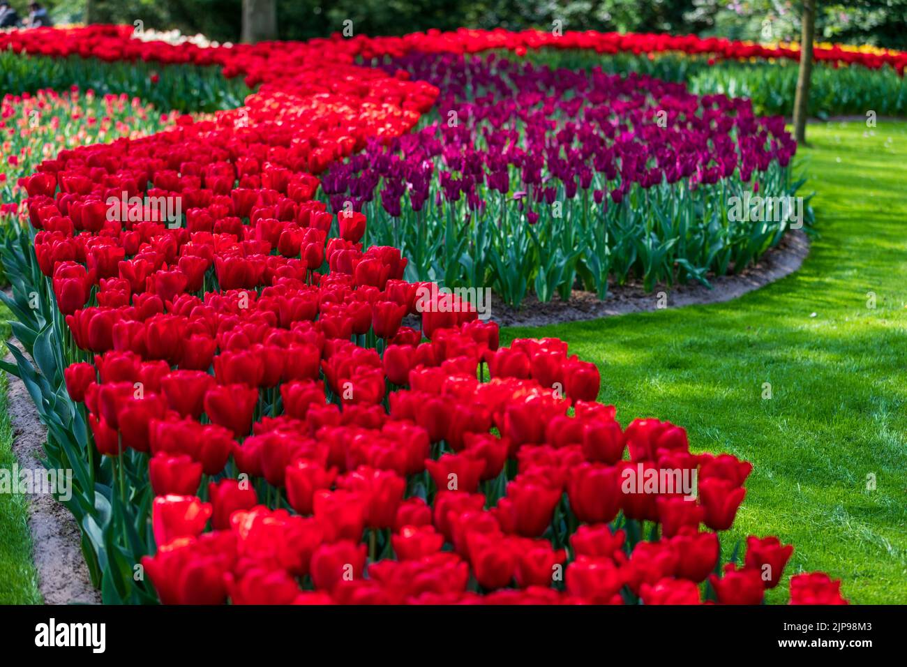 The famous Keukenhof garden with colorful tulips in Lisse, Netherlands ...