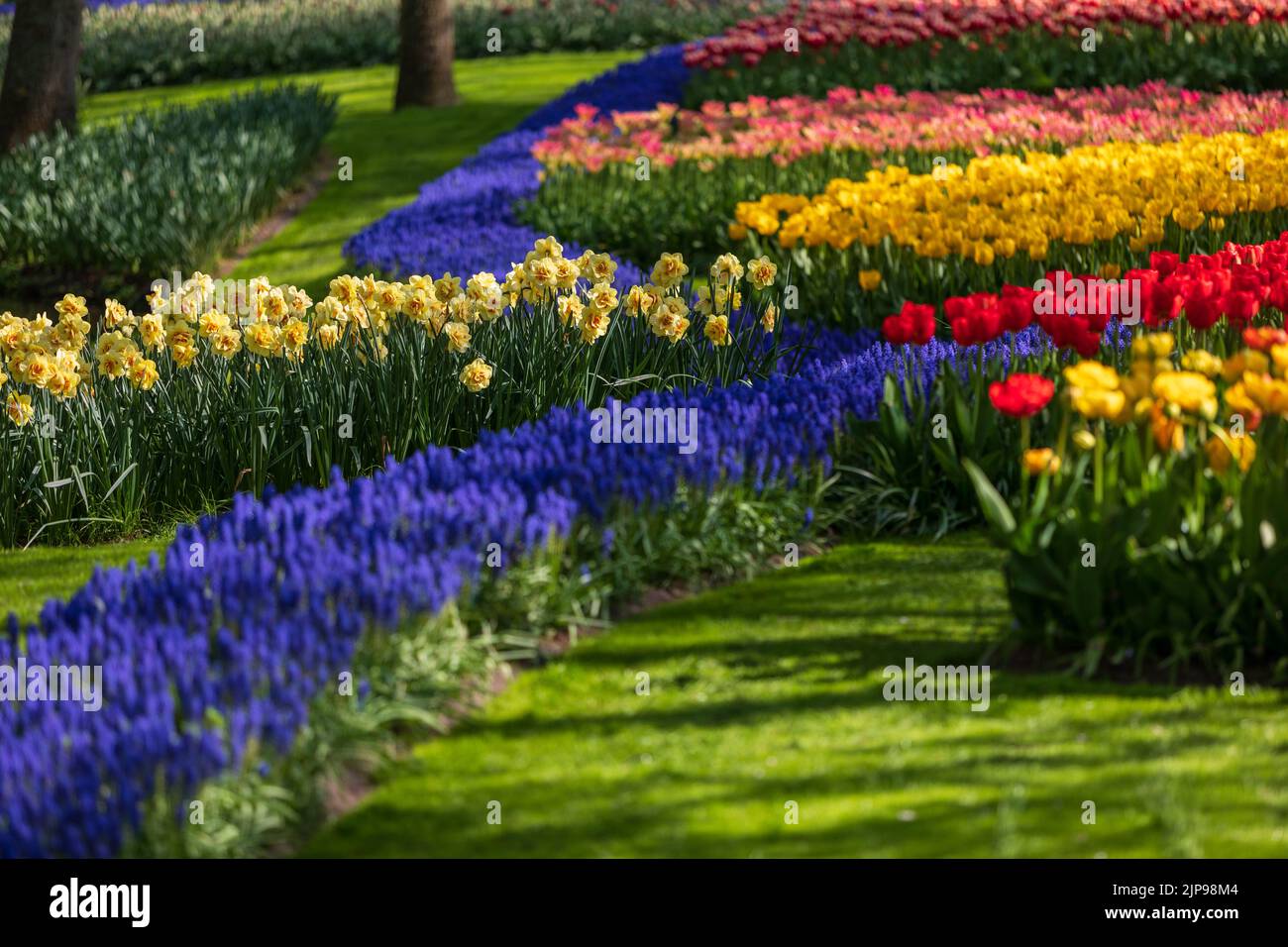 The famous Keukenhof garden with colorful tulips in Lisse, Netherlands ...