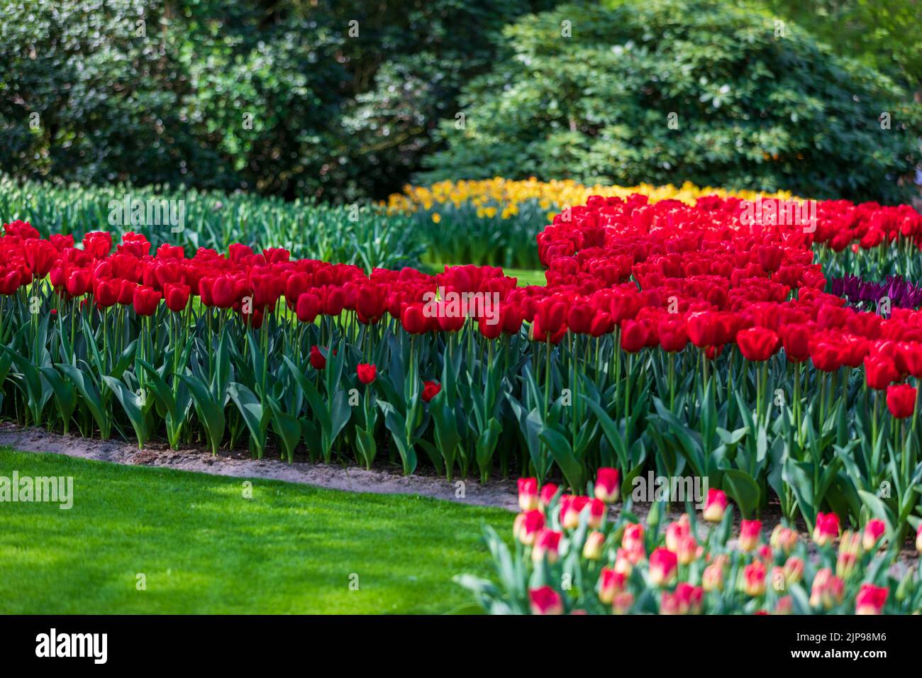 The famous Keukenhof garden with colorful tulips in Lisse, Netherlands ...
