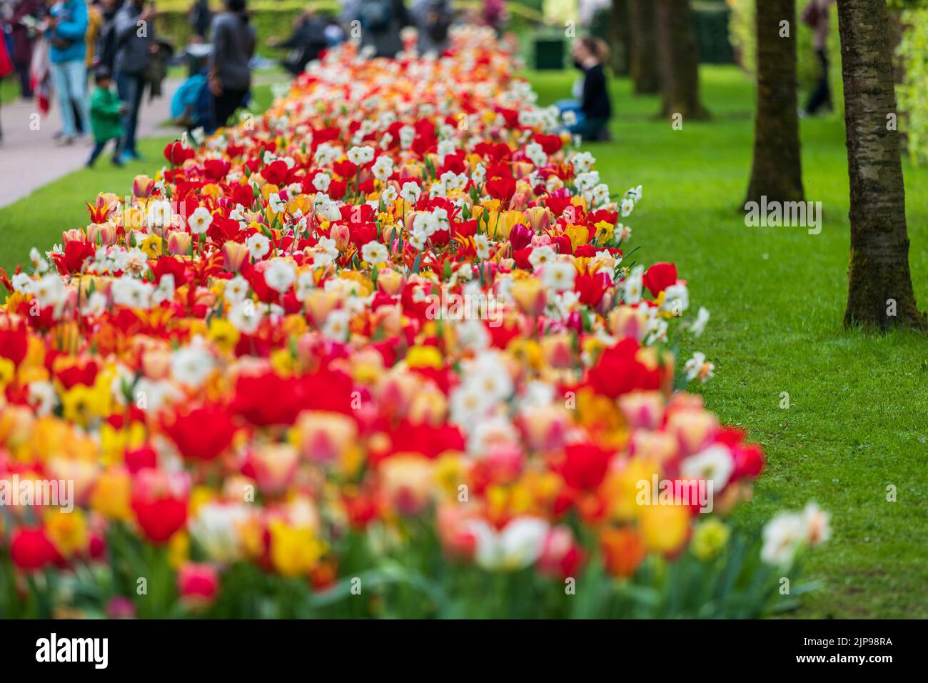 The famous Keukenhof garden with colorful tulips in Lisse, Netherlands ...