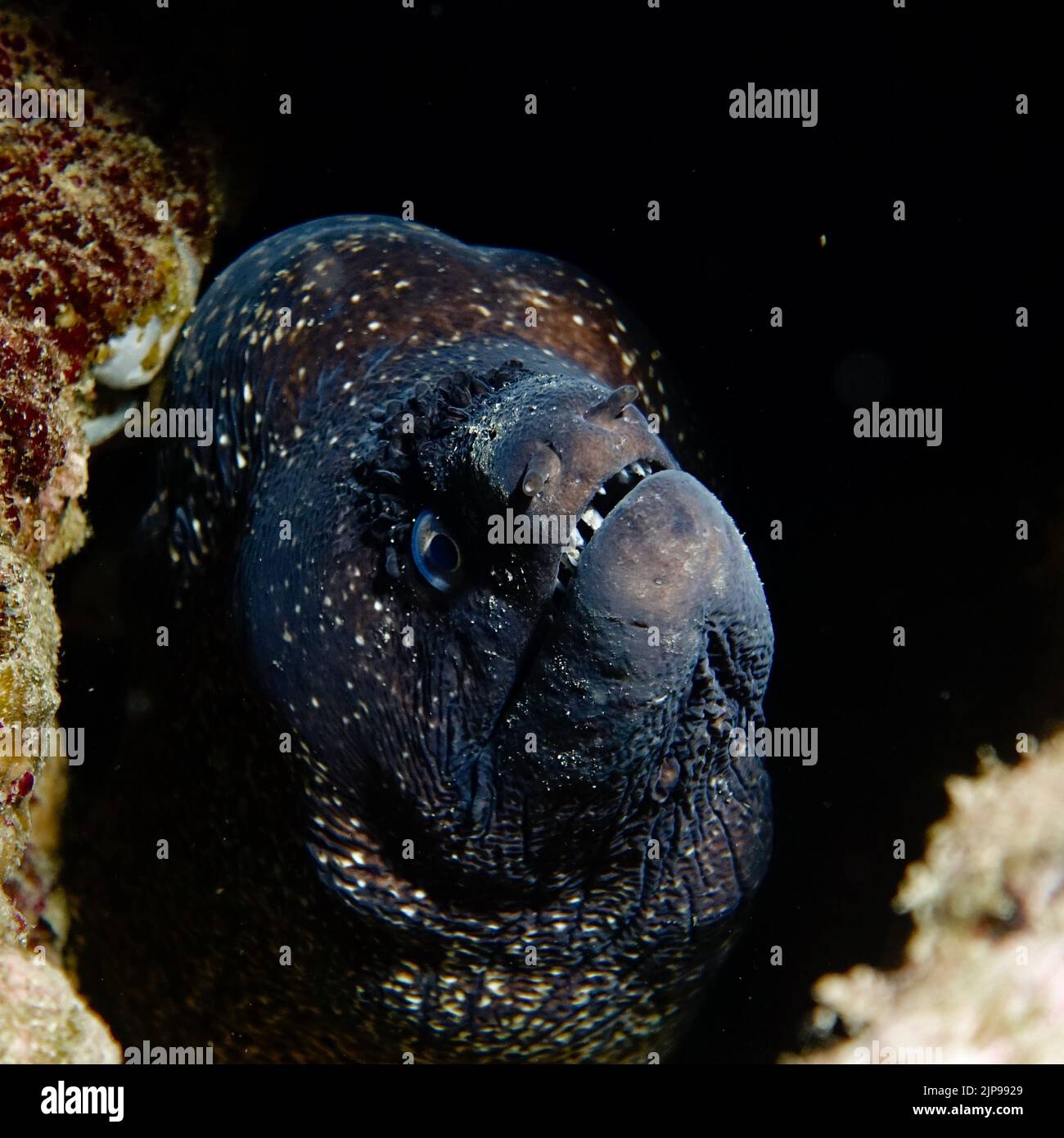 Moray Eel Underwater looking out of it's cave Stock Photo Alamy