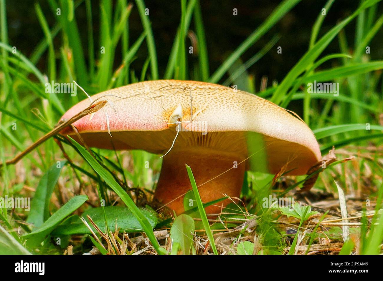 Side view and close up of a huge mushroom or toadstool in the forest ...
