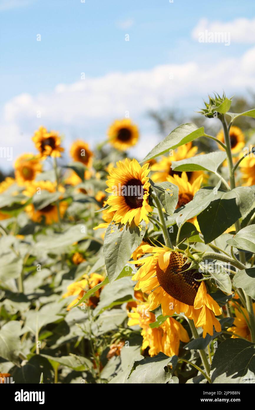 Sunflower fields in Ontario canada Stock Photo Alamy