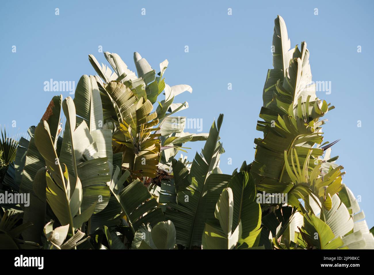 palm, palm leaf, palm branches, palm trees, palm leafs, palm branch Stock Photo Alamy
