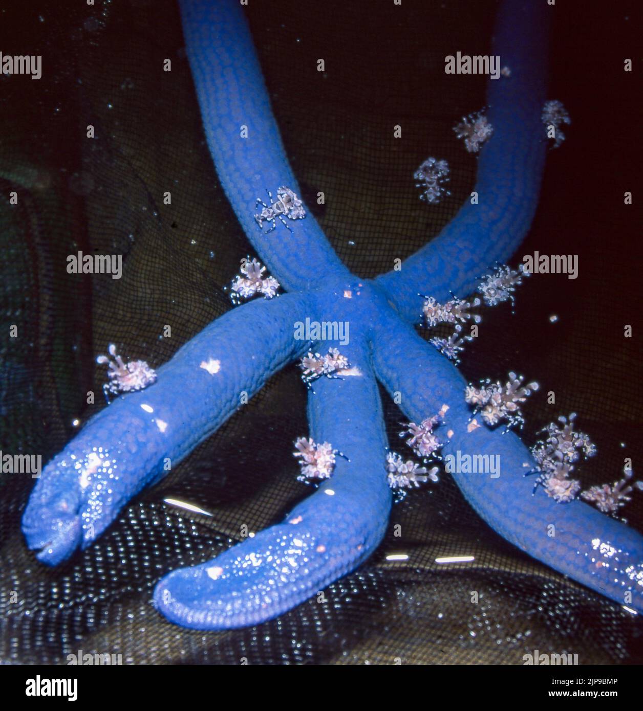 Laeviegara hi-res stock photography and images - Alamy