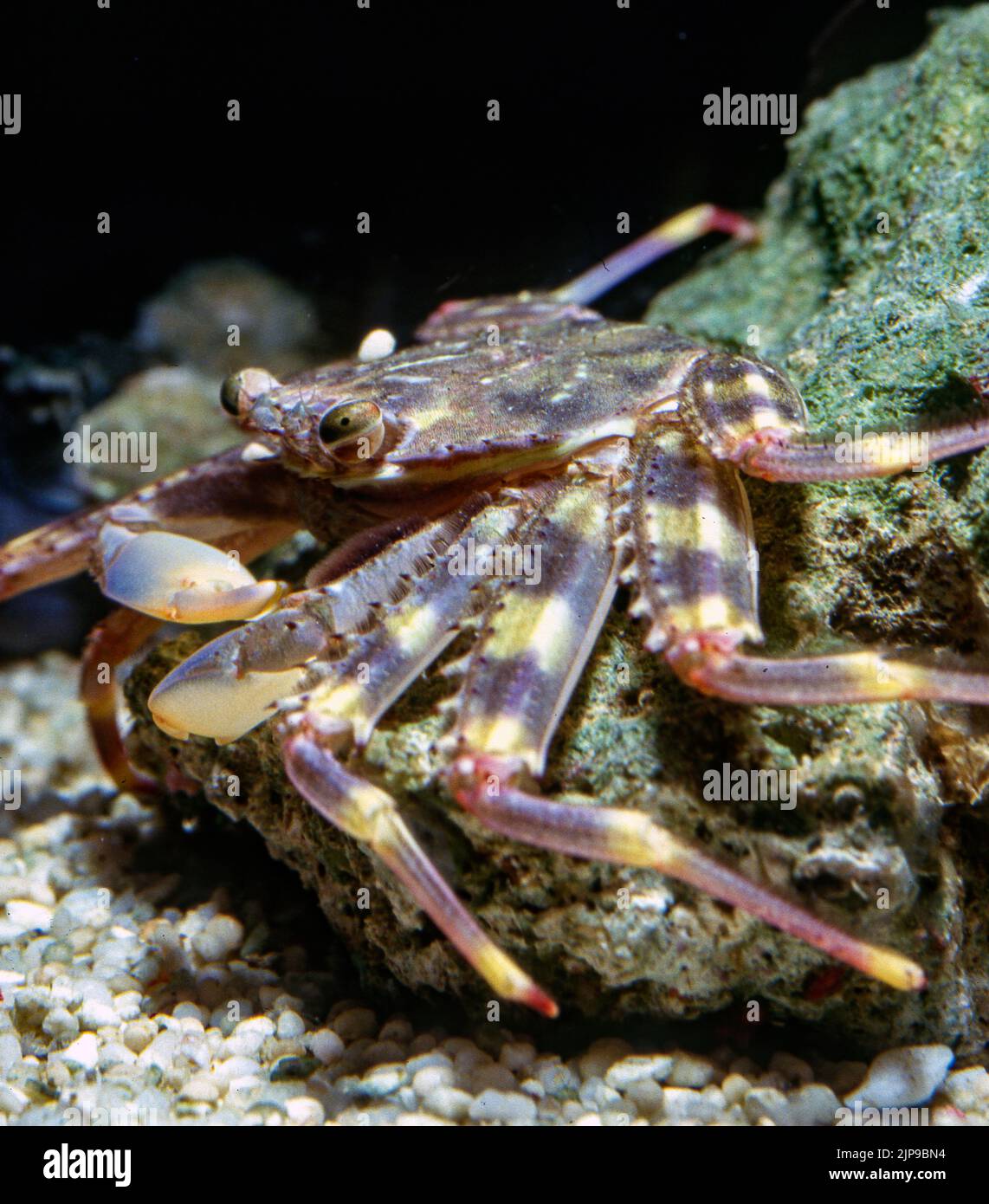 Nimble spray crab (Percnon gibbesi). Stock Photo