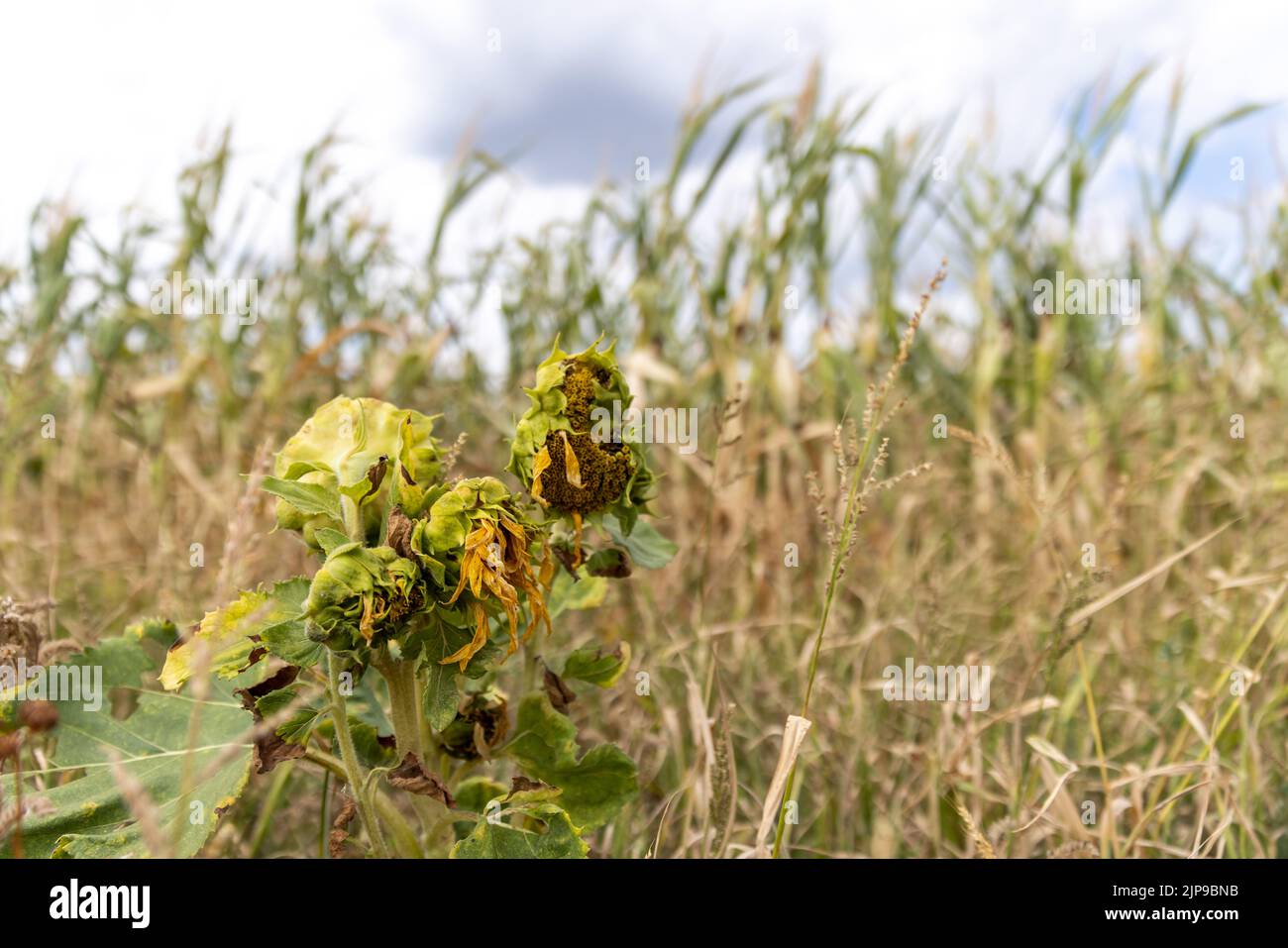 Kalchreuth, International. 16th Aug, 2022. Withered sunflowers stand in front of a drought-stricken cornfield. Credit: Daniel Karmann/dpa/Alamy Live News Stock Photo