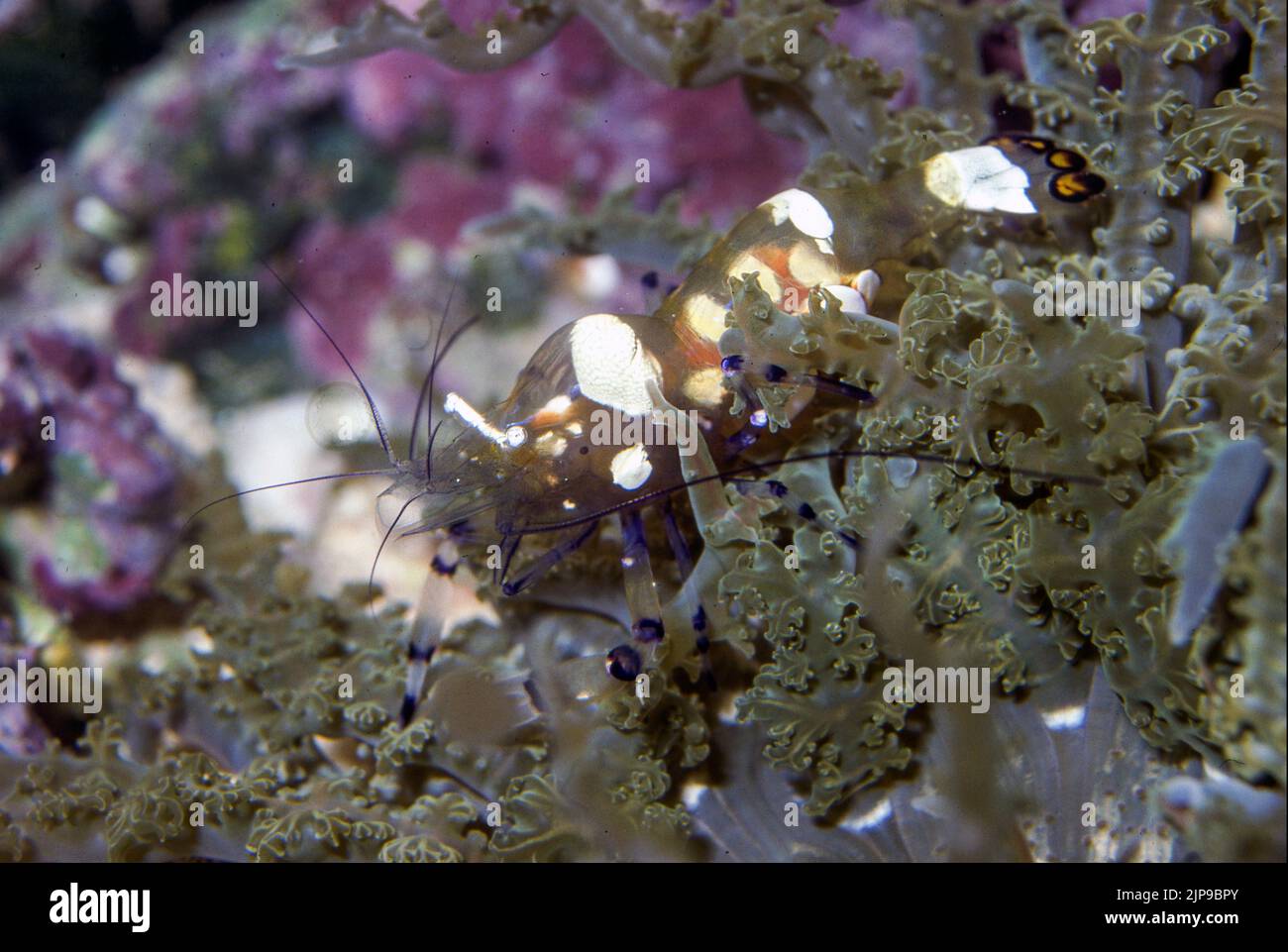 Glass anemone shrimp (Periclimenes brevicarpalis) Stock Photo