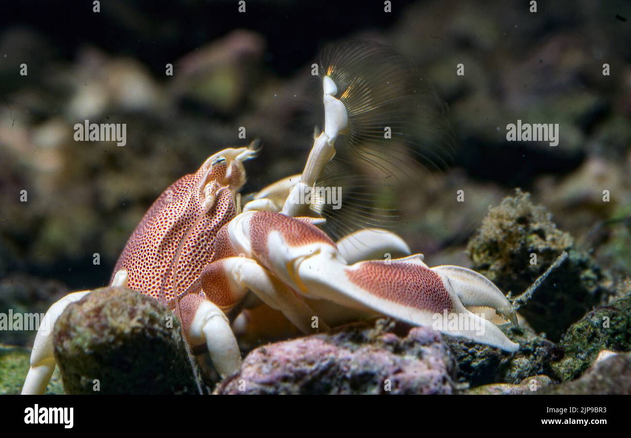 Porcelain crab (Neopetrolisthes maculatus). Stock Photo