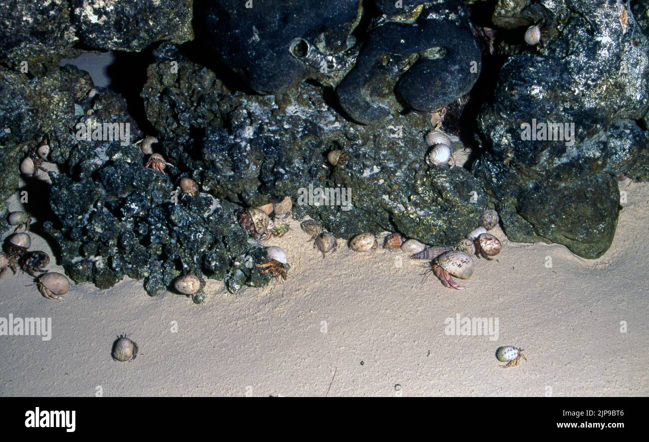 Large group of terrestrial hermit crabs (Coenobita sp., C. scaevola?) from the Maldives. Stock Photo