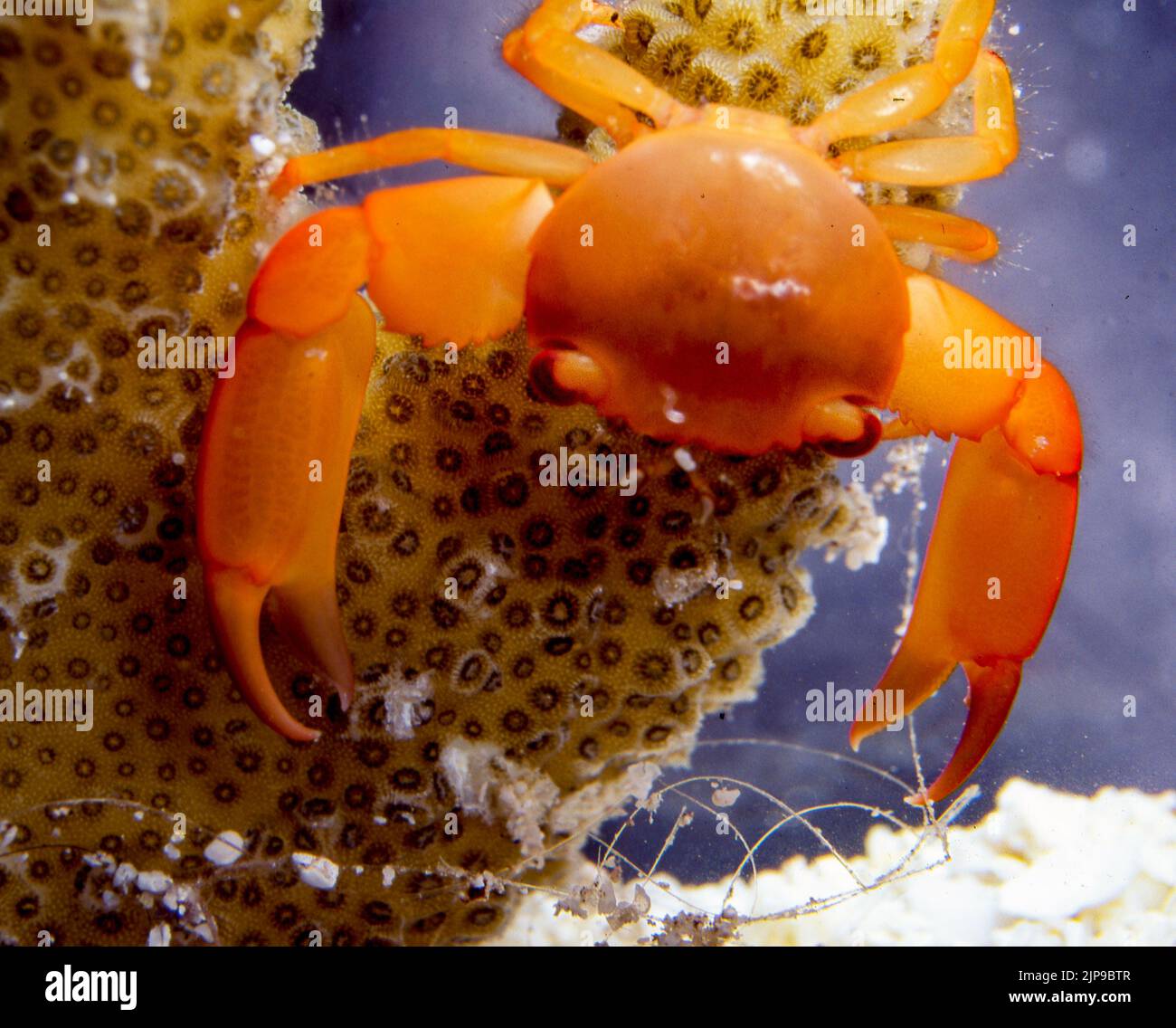 Trapezia ferruginea, a guard crab from the Maldives. Stock Photo