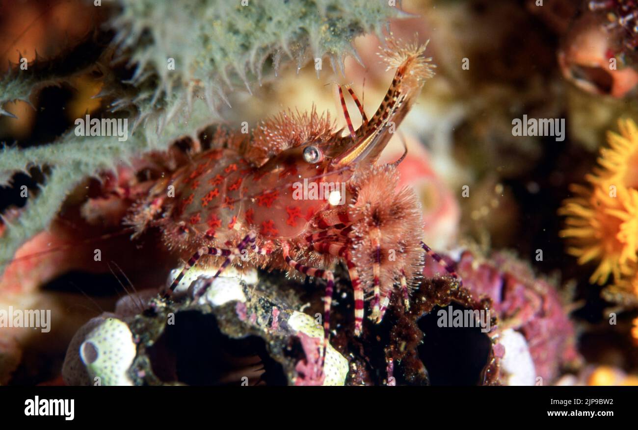 Marbled shrimp (Saron sp., possible S. marmoratus, female) from Bunaken, North Sulawesi, Indonesia. Stock Photo