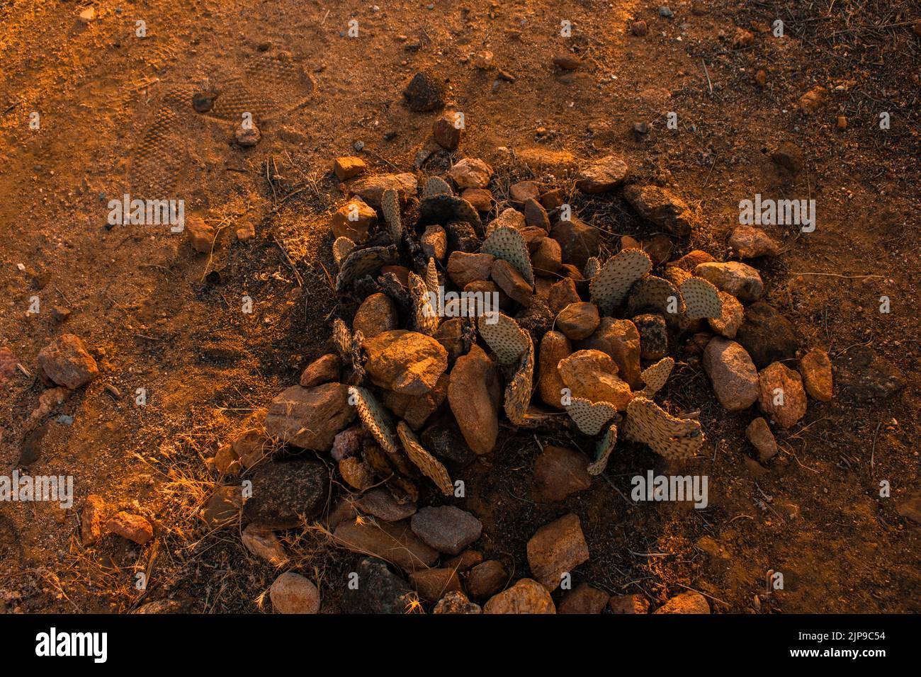 A closeup of baby cactuses surrounded by stones on the sand under red sunlight Stock Photo