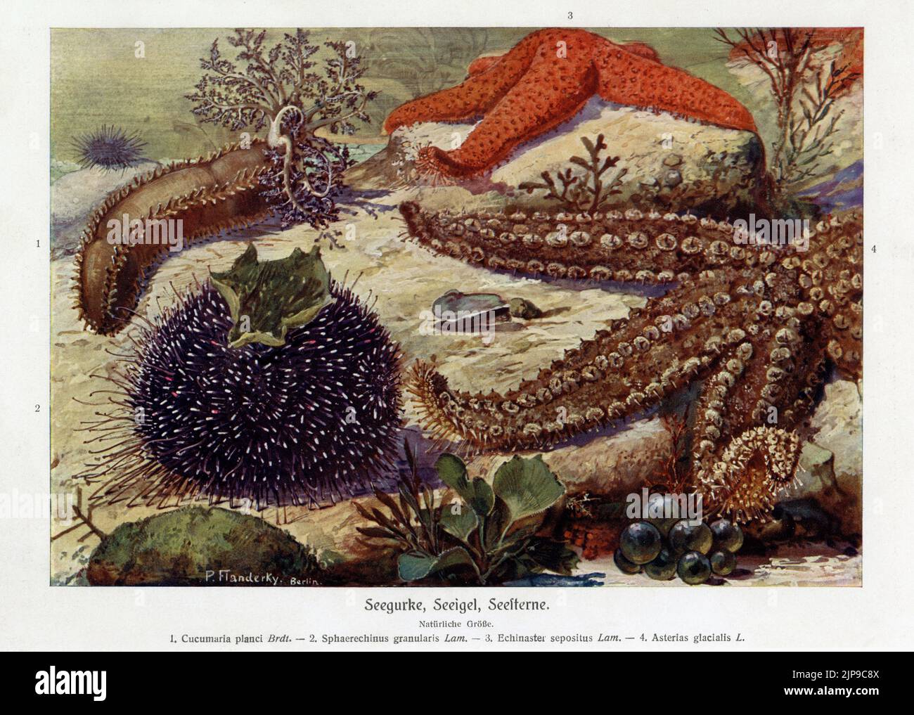 Seabed marine invertebrates:  Sea Cucumber (Cucumaria planci), Violet or Purple Sea Urchin (Sphaerechinus granularis), Red Starfish (Echinaster sepositus) and Spiny Starfish (Marthasterias glacialis). Depicted in a rare early 1900s German chromolithograph print of a painting by wildlife artist, Paul Flanderky (1872-1937).  It helped to illustrate the (1911-18) 4th edition of Brehms Tierleben (Brehm’s Animal Life). Stock Photo