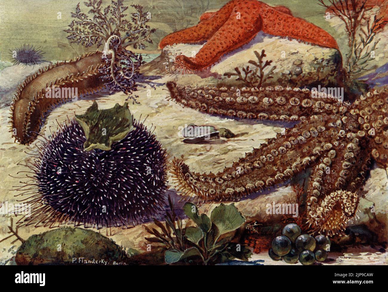 Seabed marine invertebrates:  Sea Cucumber (Cucumaria planci), Violet or Purple Sea Urchin (Sphaerechinus granularis), Red Starfish (Echinaster sepositus) and Spiny Starfish (Marthasterias glacialis). Depicted in a rare early 1900s German chromolithograph print of a painting by wildlife artist, Paul Flanderky (1872-1937).  It helped to illustrate the (1911-18) 4th edition of Brehms Tieleben (Brehm’s Animal Life). Stock Photo