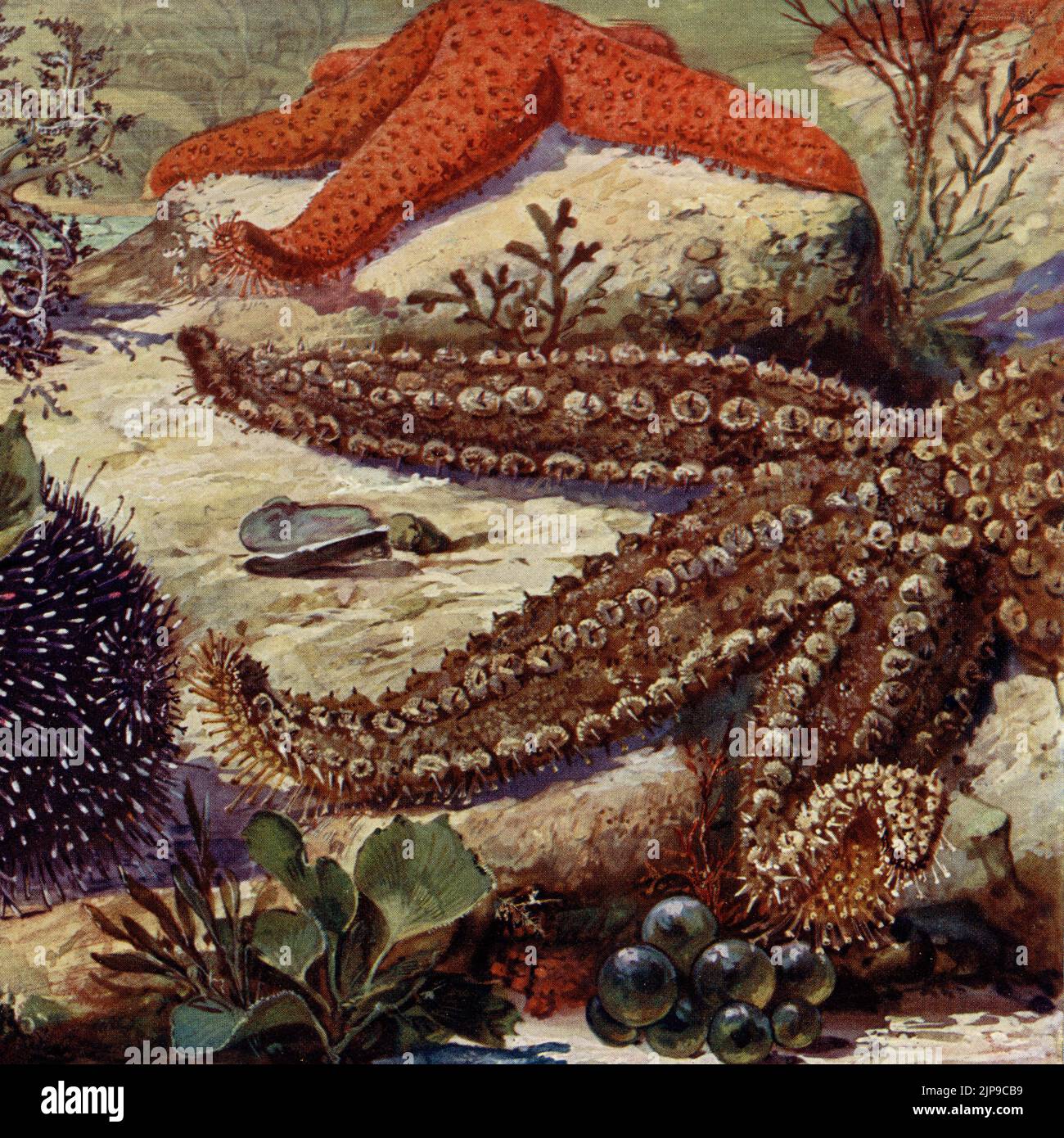 Seabed marine invertebrates:  Sea Cucumber (Cucumaria planci), Violet or Purple Sea Urchin (Sphaerechinus granularis), Red Starfish (Echinaster sepositus) and Spiny Starfish (Marthasterias glacialis). Depicted in a rare early 1900s German chromolithograph print of a painting by wildlife artist, Paul Flanderky (1872-1937).  It helped to illustrate the (1911-18) 4th edition of Brehms Tierleben (Brehm’s Animal Life). Stock Photo
