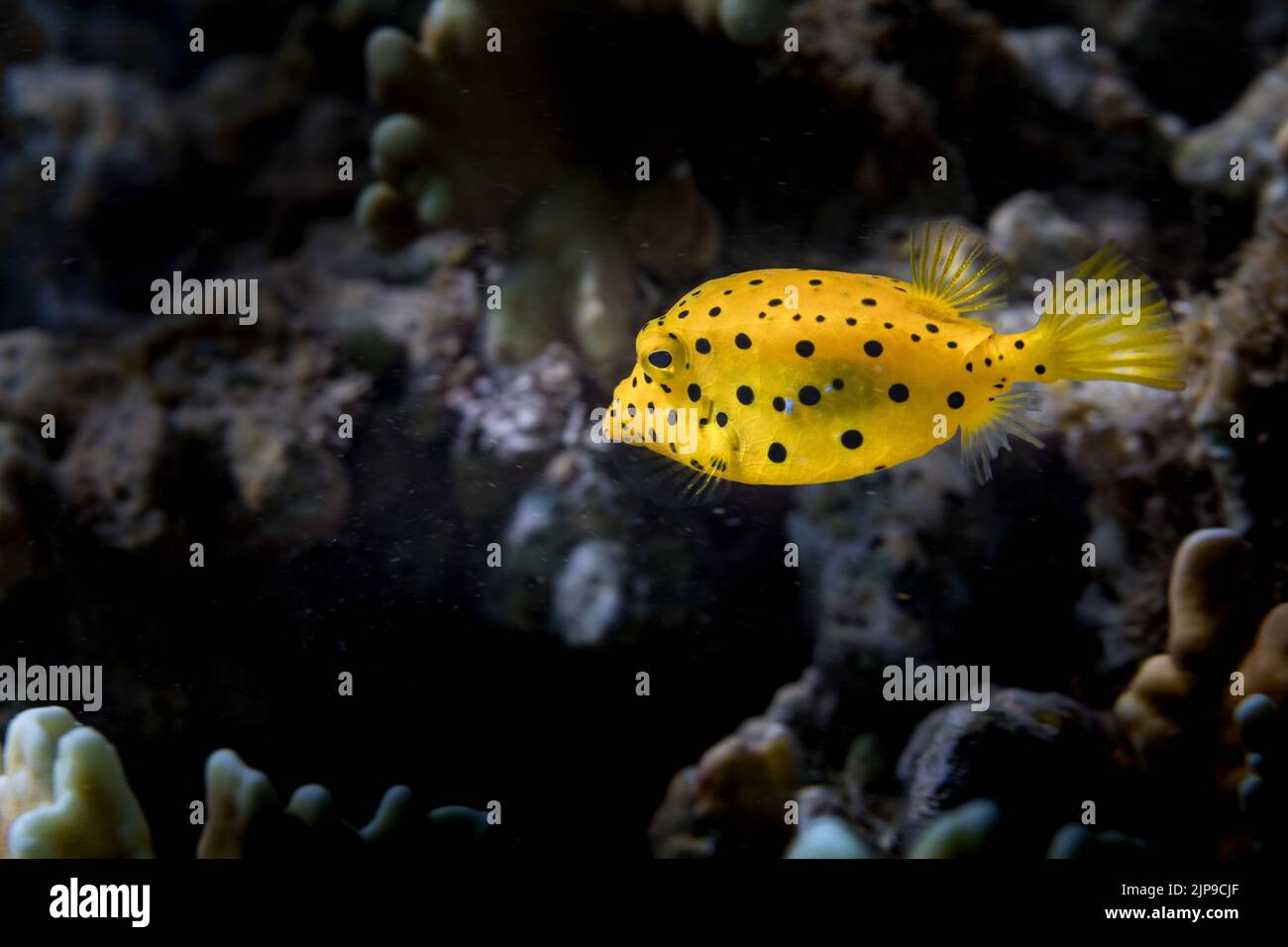 underwater, boxfish, yellow boxfish, ostracion cubicus, under water