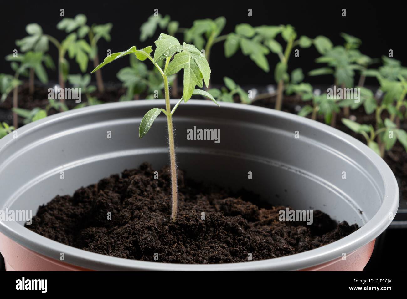 Growing tomatoes from seeds, step by step. Step 9 planting seedlings Stock Photo Alamy