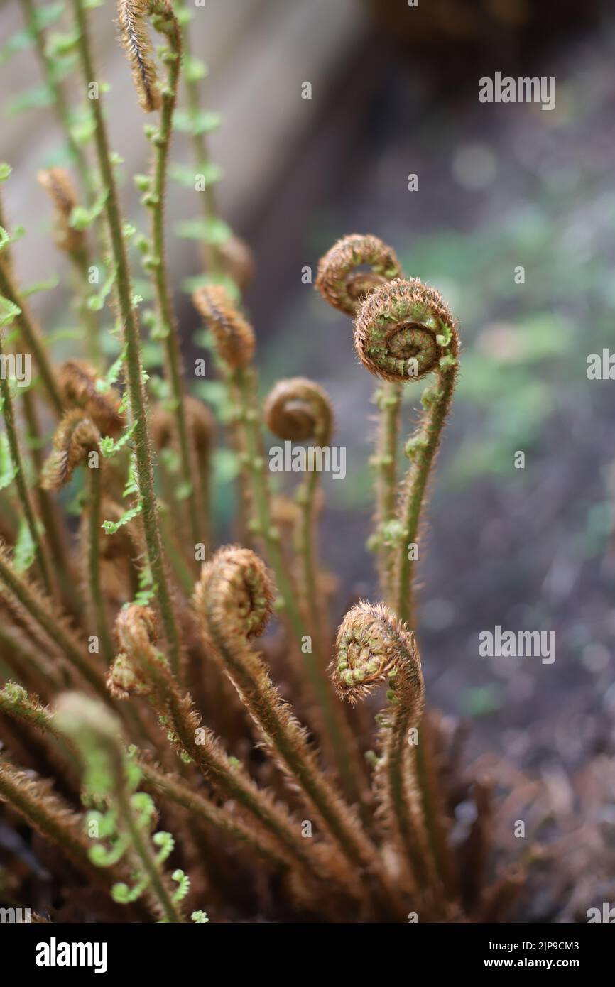 Close up of young ferns that are growing Stock Photo