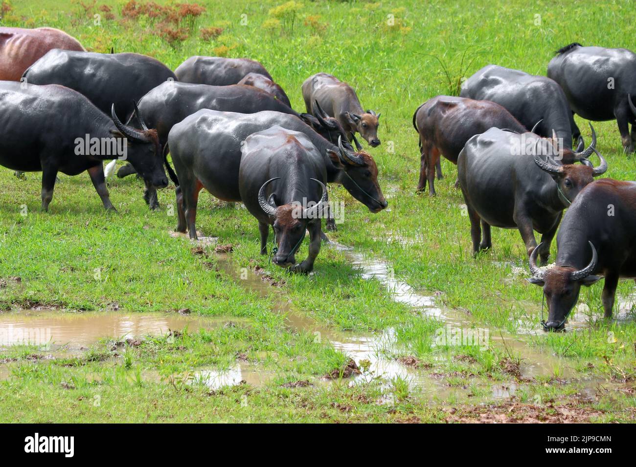 asian water buffalo or bubalus bubalis in paddock Stock Photo