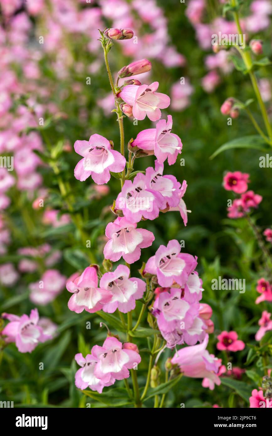 Penstemon ' Pensham Freshwater Pearl' a summer autumn fall flowering plant with a pink white summertime flower, stock photo image Stock Photo