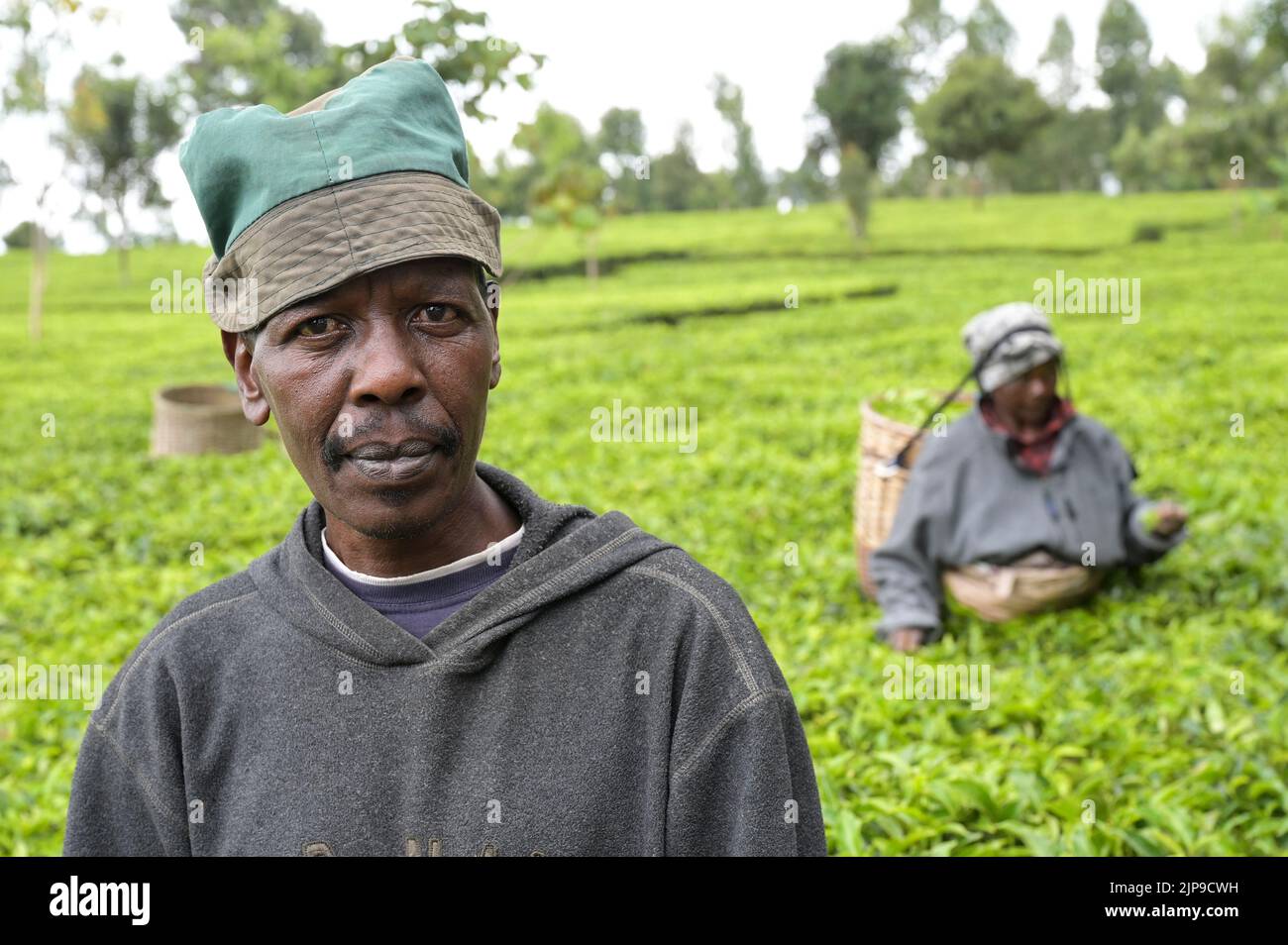 KENYA, Kimunye, tea plantation, small scale tea farmer  / KENIA, Kimunye, Teegarten, Teeanbau Kleinbauer Stock Photo