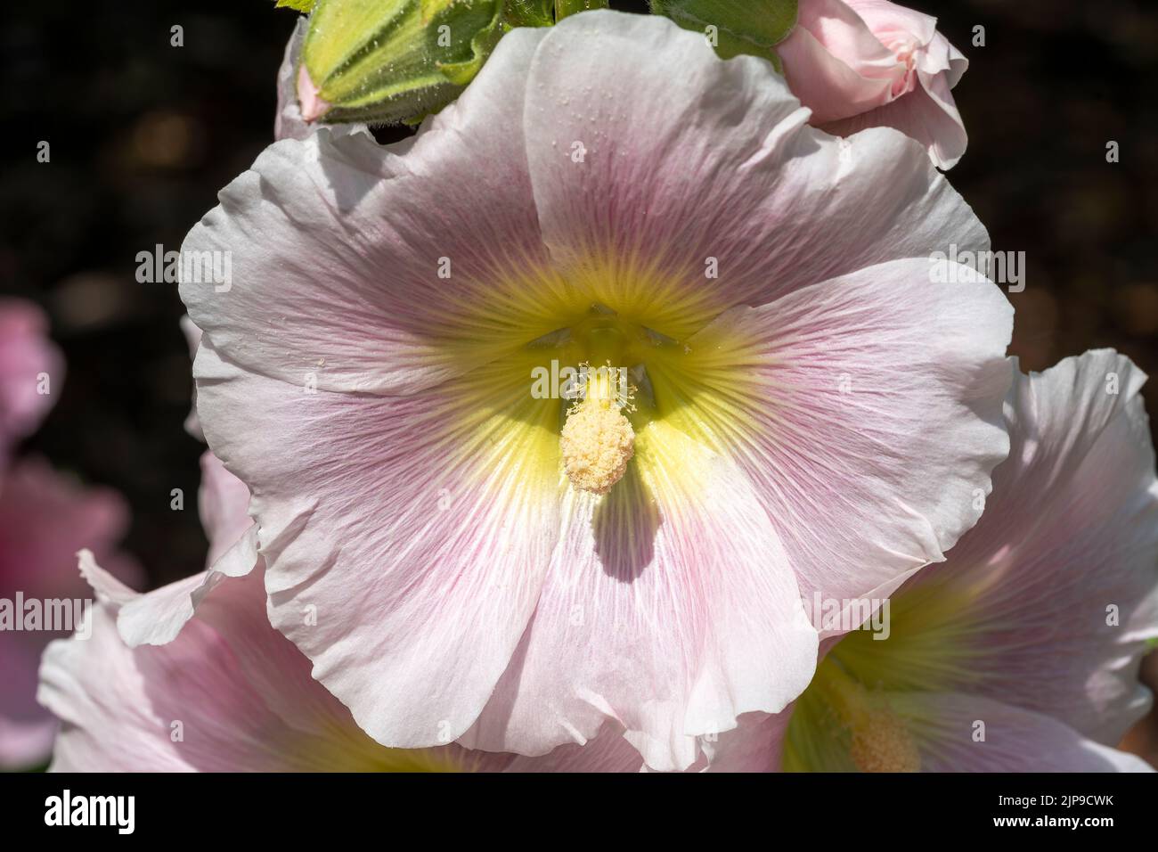 Alcea 'Nigra' (althaea rosea) a tall flowering plant commonly known Hollyhock which has a white  flower during the spring and summer season, stock pho Stock Photo