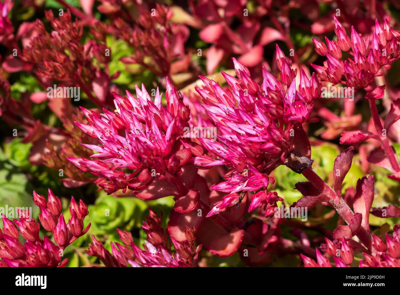 Sedum spurium a summer autumn fall purple perennial flower plant commonly known as Caucasian stonecrop, stock photo image Stock Photo