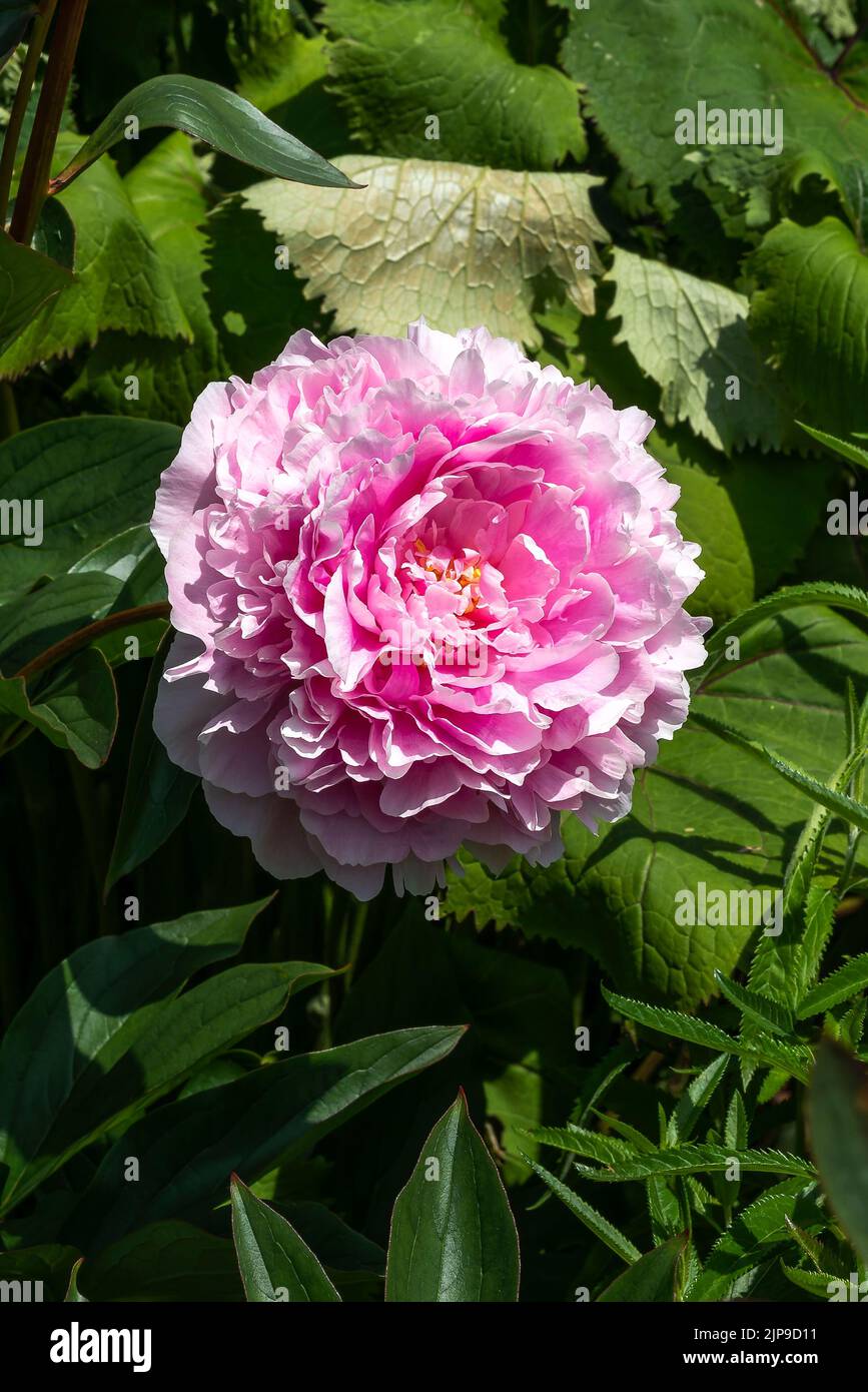 Peony (paeonia) a spring summer flowering plant with a white pink or red springtime flower, stock photo image Stock Photo