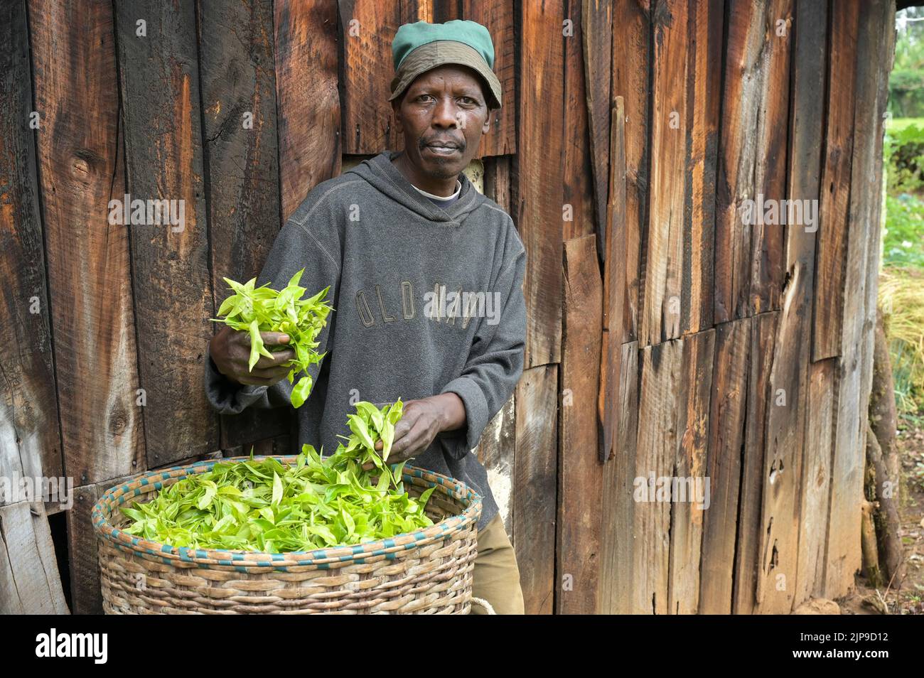 KENYA, Kimunye, tea plantation, small scale tea farmer  / KENIA, Kimunye, Teegarten, Teeanbau Kleinbauer Stock Photo