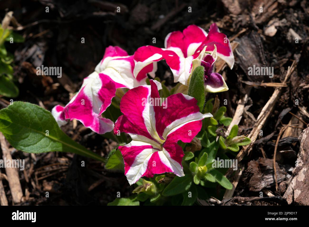Petunia x hybrida 'Rose Star' a summer flowering annual plant with a red white summertime flower, stock photo image Stock Photo
